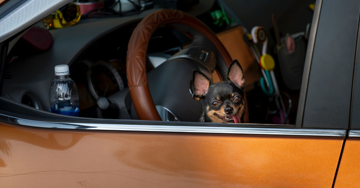 Pet Safety While Riding In a Car or Truck