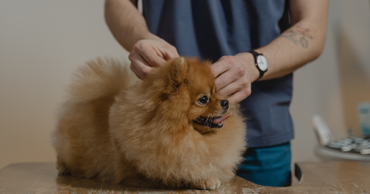 Finding the Right Veterinarian for You and Your Pet