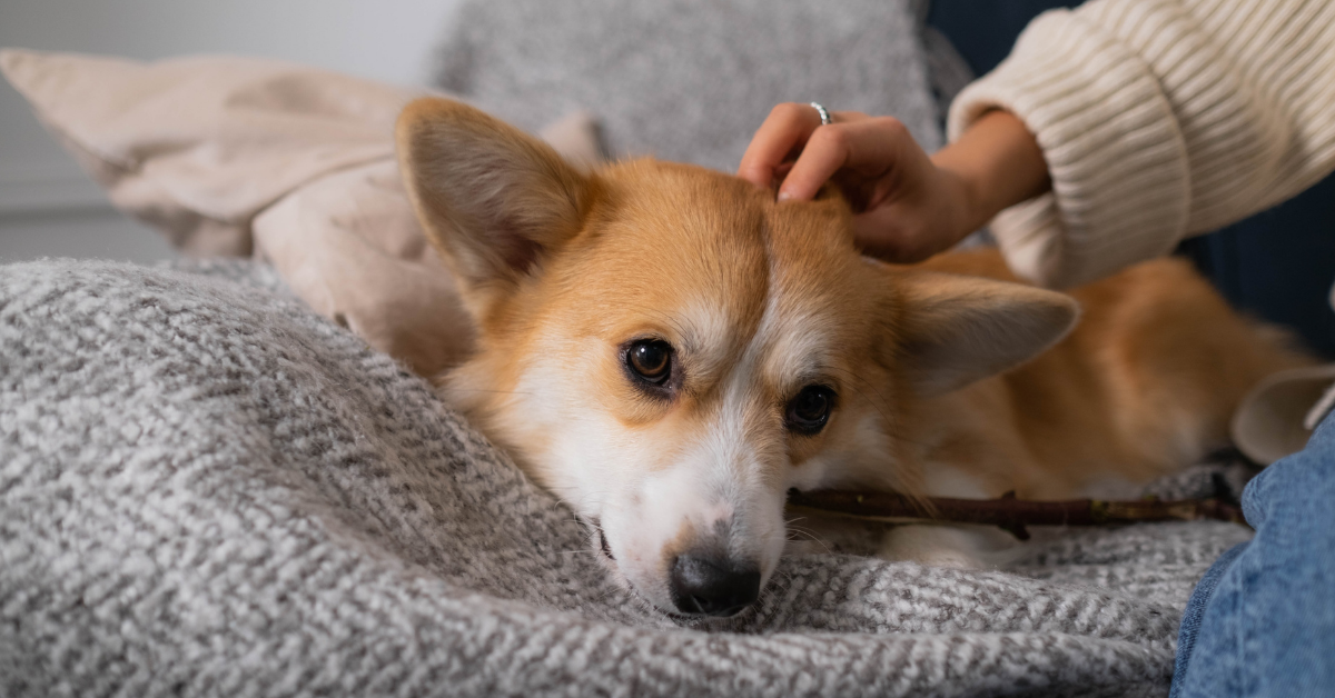 Pet Sitters as an Alternative to Kennels