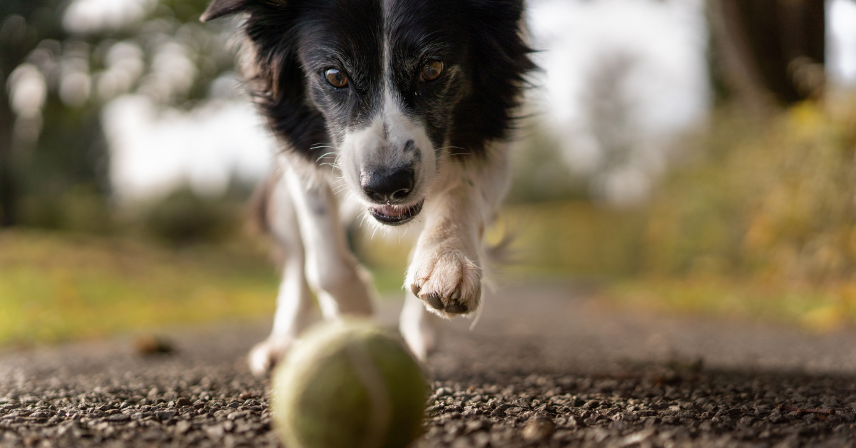 Exercising Your Pet