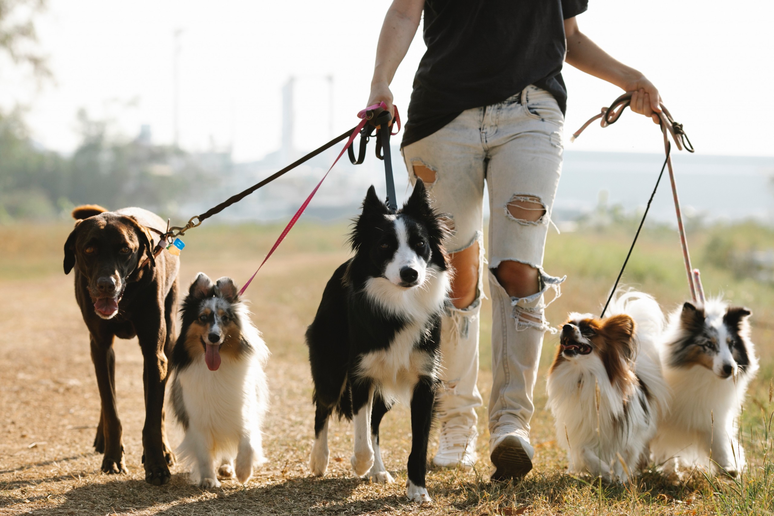 Selecting a Professional Dog Walker