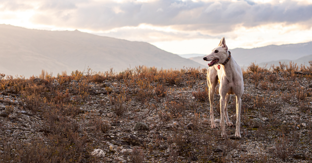 Adopting a Greyhound