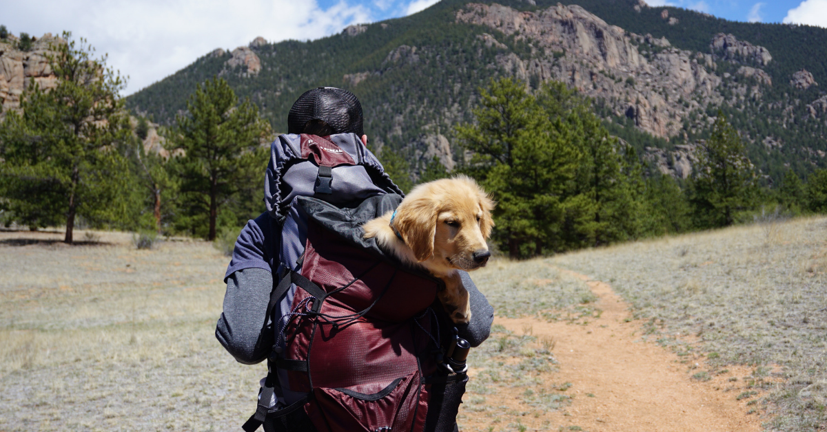 Walking and Hiking with Your Pet