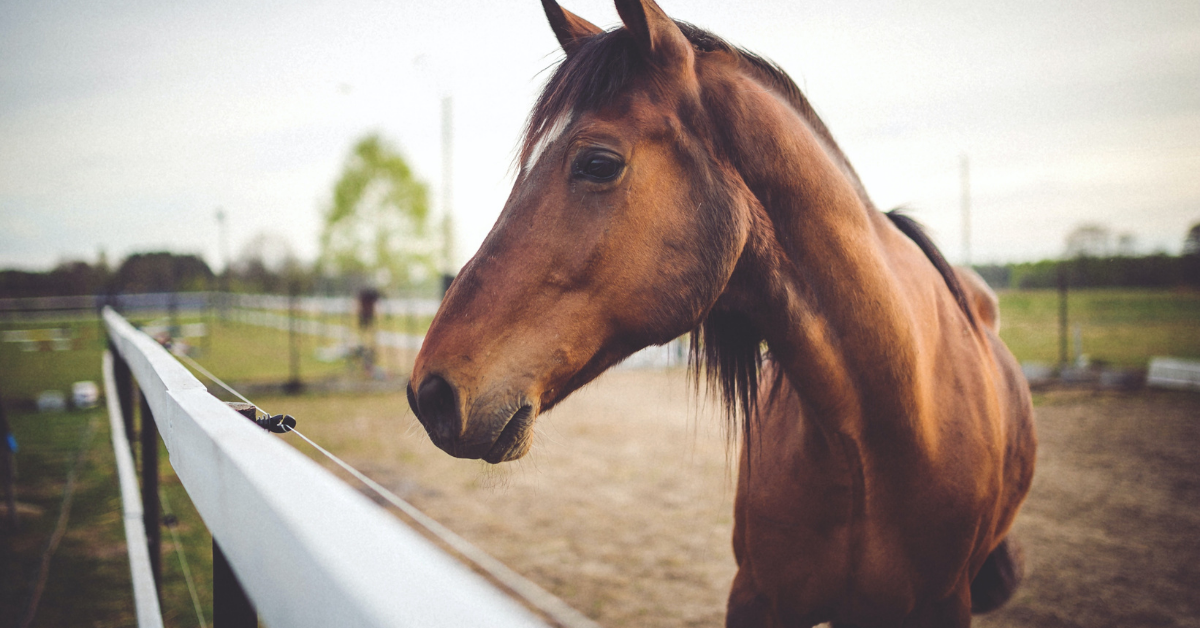 Adopting a Rescue Horse