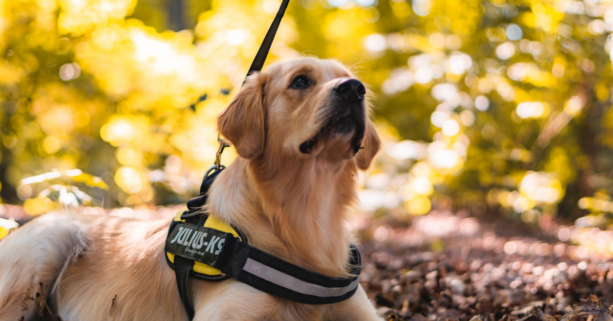 What is a “Service Dog”?