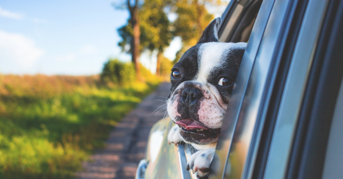 Tips for Traveling with Dogs