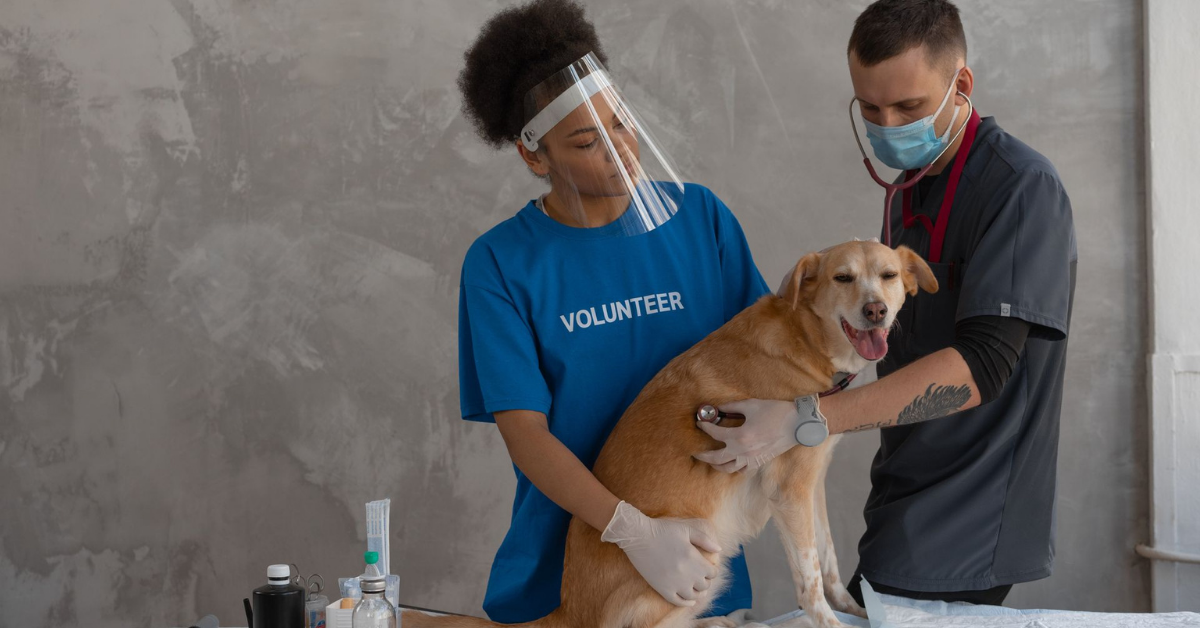 Volunteering: Your Local Shelter and Pet Rescue Needs You!