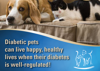 Can You Leave A Cat With Diabetes Alone Can You Leave A Cat With Diabetes Alone