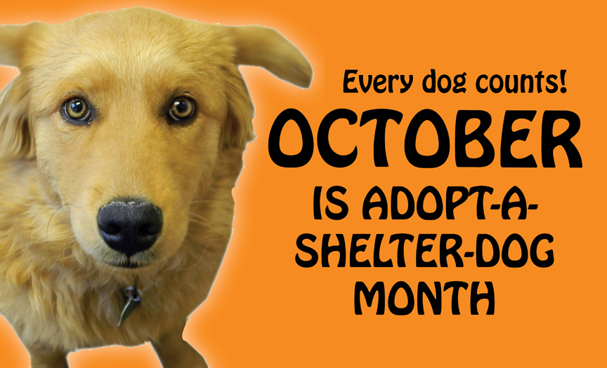 I Want To Adopt A Dog In My Area I Want To Adopt A Dog In My Area