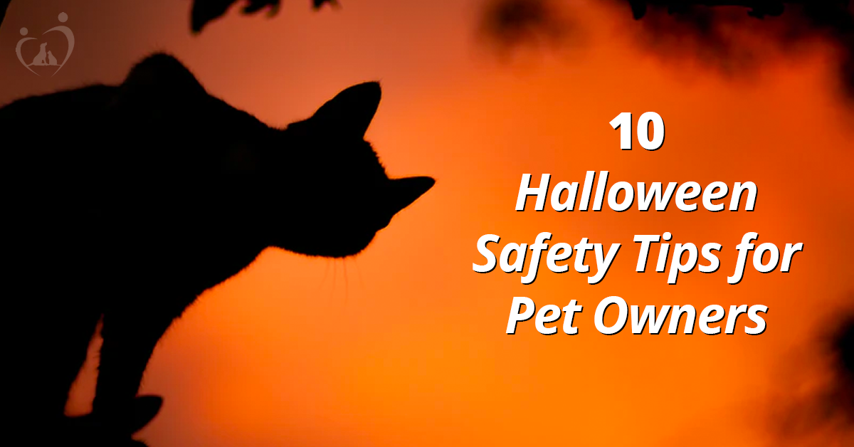 Pet Safety Tips for Halloween