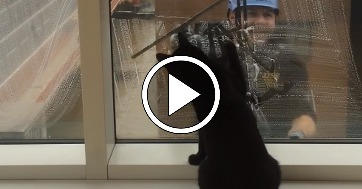 Window Washer Plays With Cat Faithful Friends