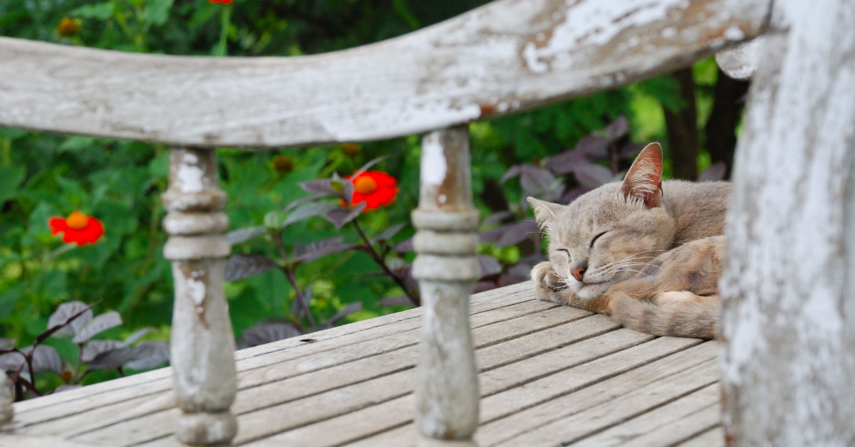 Planting a Pet Friendly Garden