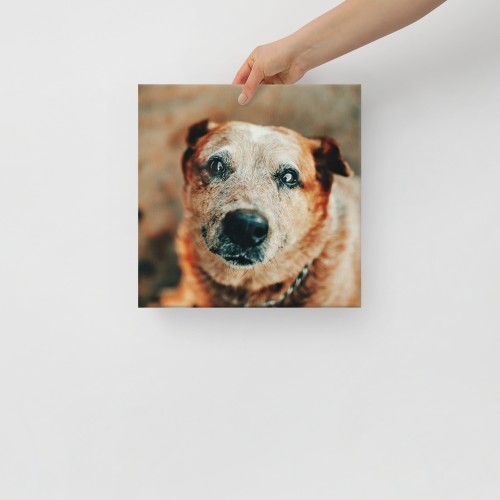 Custom Pet Canvas - Image 2
