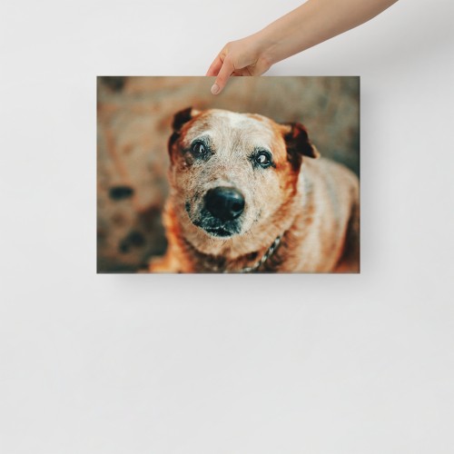 Custom Pet Canvas