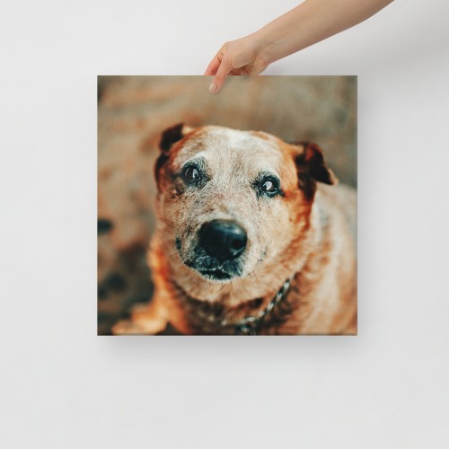 Custom Pet Canvas - Image 3