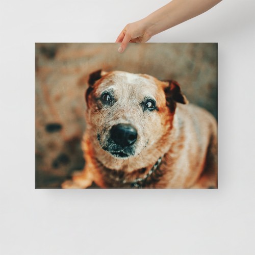 Custom Pet Canvas - Image 4