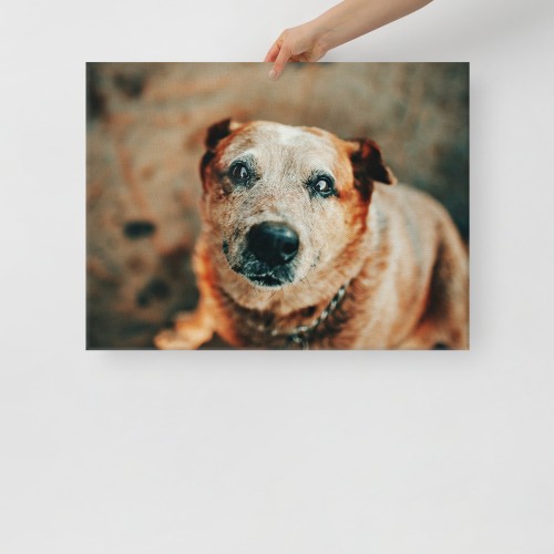 Custom Pet Canvas - Image 5
