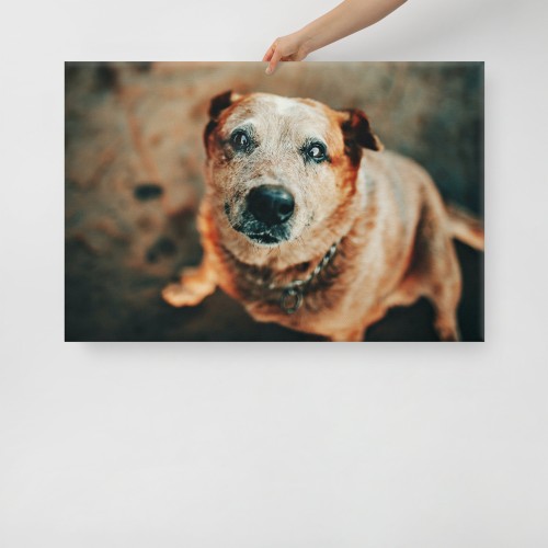 Custom Pet Canvas - Image 6