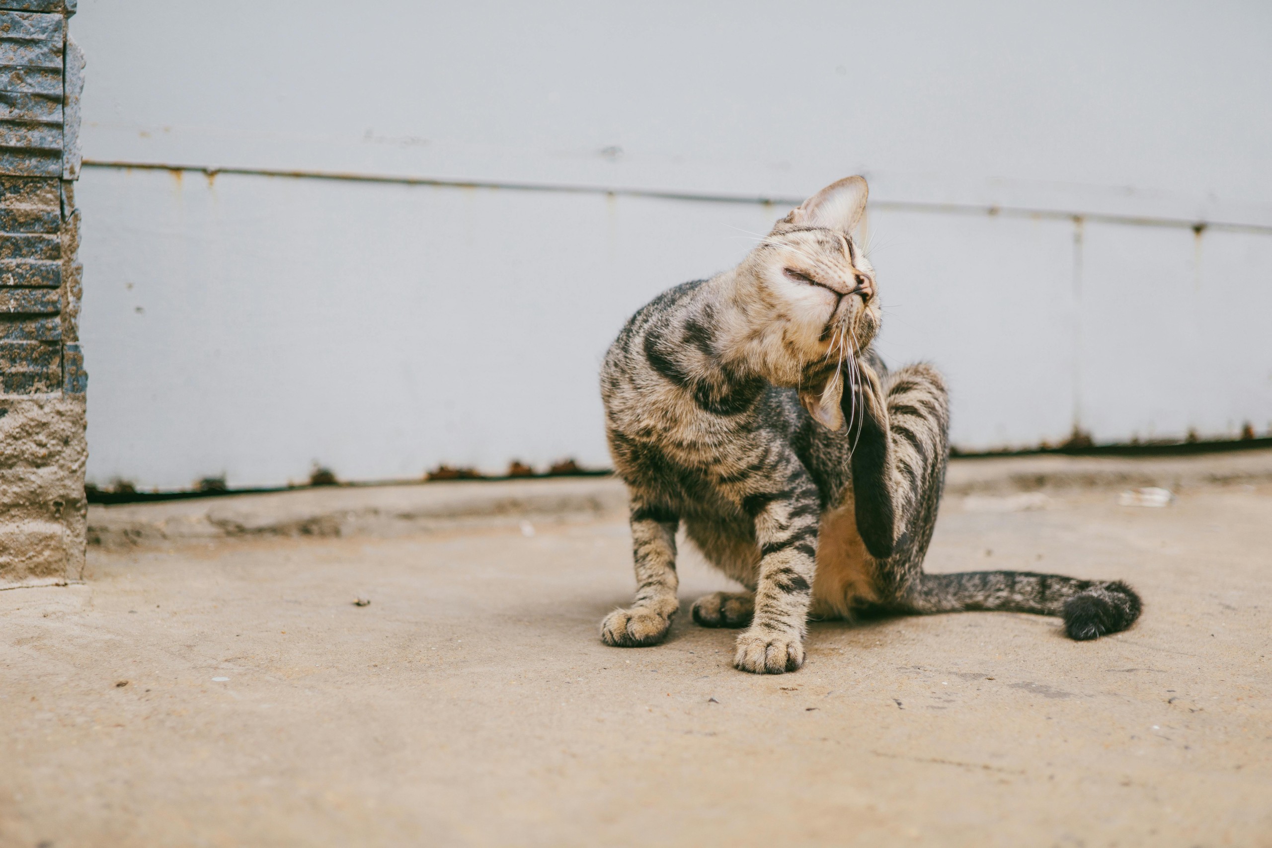 Kitten Scratching Outside