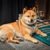 Profile picture of Shiba Inu