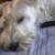 Profile picture of Elvis