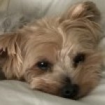 Profile picture of Tara