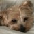 Profile picture of Tara