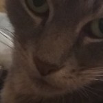 Profile picture of Daphne