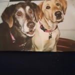 Profile picture of Mudpuppymom