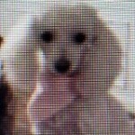 Profile picture of Lissette
