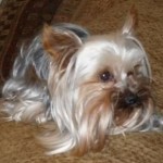 Profile picture of Cashew