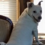 Profile picture of Shannon Bonner