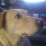 Profile picture of Lisa