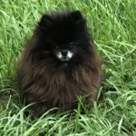 Profile picture of Sasha