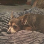 Profile picture of Robie