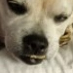 Profile picture of Shana