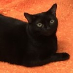 Profile picture of Diana