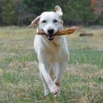 Profile picture of Paws in Motion Photography
