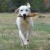 Profile picture of Paws in Motion Photography