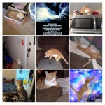 20201009_185220-COLLAGE