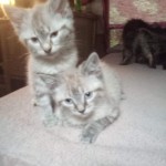 Roadie and Noah