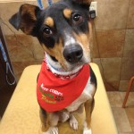 Jasper pic from Petsmart after grooming