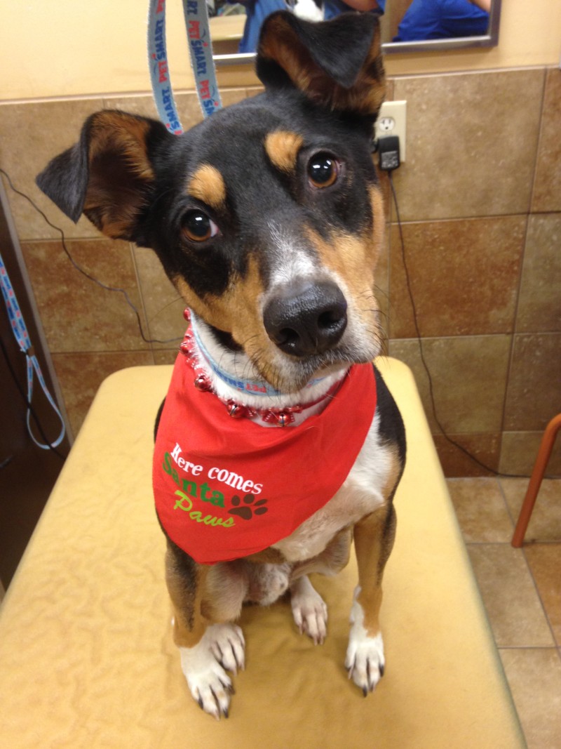jasper-pic-from-petsmart-after-grooming