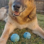 Otto