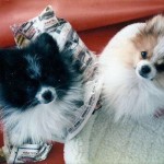 IMG_0048_Original