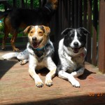 smiling dogs 009