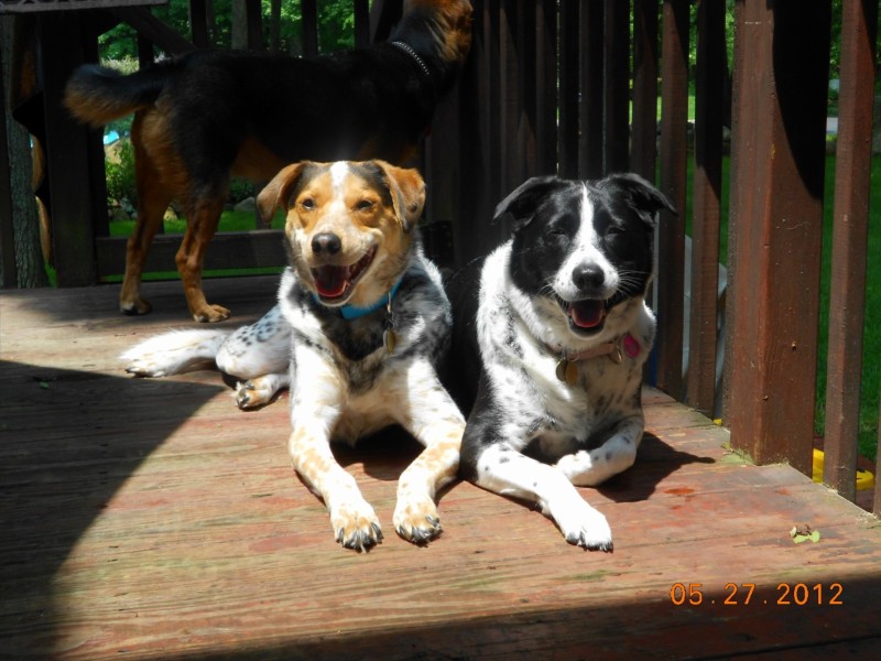 smiling-dogs-009