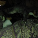 IMG_0678