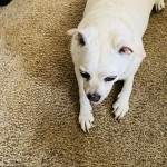 IMG_0161