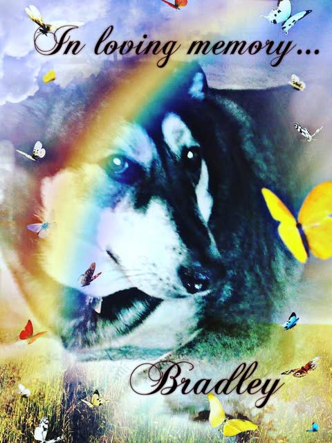 bradley-memorium
